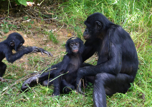 Singes bonobos