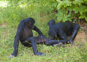 Singes bonobos