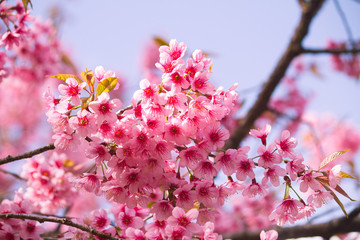 pink sakura