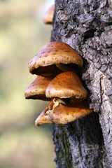 Nadrzewna gromadka © mari00sh