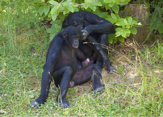 Singes bonobos