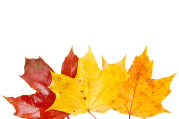 border of yellow, orange  and red fall leaves