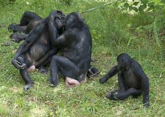 Singes bonobos