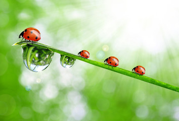 fresh morning dew and ladybirds © vencav