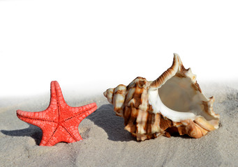 shells with starfish in the sand