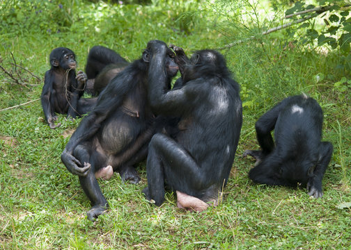 Singes bonobos