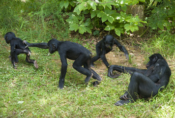 Naklejka premium Singes bonobos