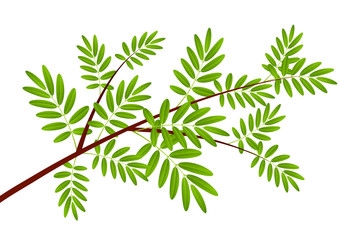 Fototapeta premium Rowan tree branch on white