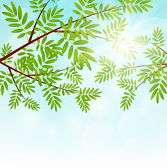 Rowan tree branches on sunny background