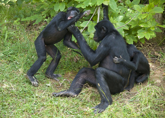 Singes bonobos - obrazy, fototapety, plakaty