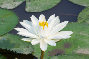Beautiful white lotus in the pond, in sunshine