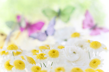 マーガレット　蝶々　春イメージ　春の野原