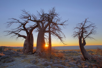 Sunrise at the Baobab's