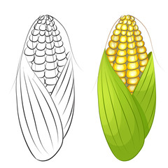 Two cobs of corn isolated