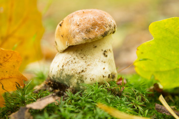 small  mushroom in autumn forest