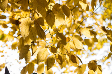 yellow leaves