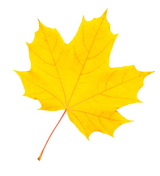 Maple leaf