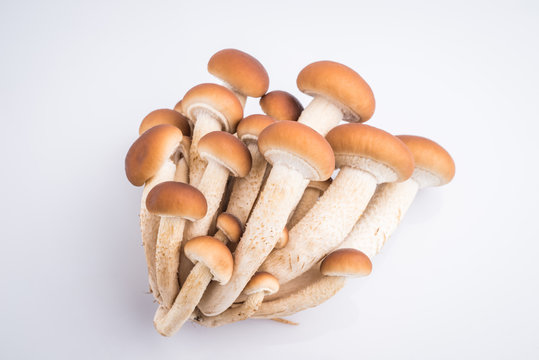 pioppini - agrocybe aegerita mushrooms
