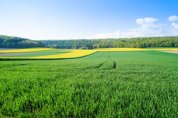 Kulturlandschaft, Raps, Getreide und Wald