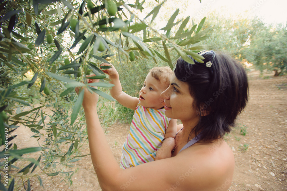 Canvas Prints picking olives