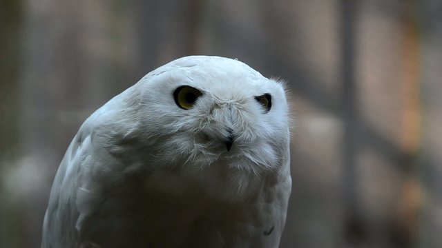 Snowy owl (Nyctea scandiaca)