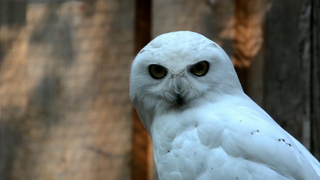 Snowy owl (Nyctea scandiaca)