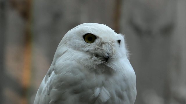 Snowy owl (Nyctea scandiaca)