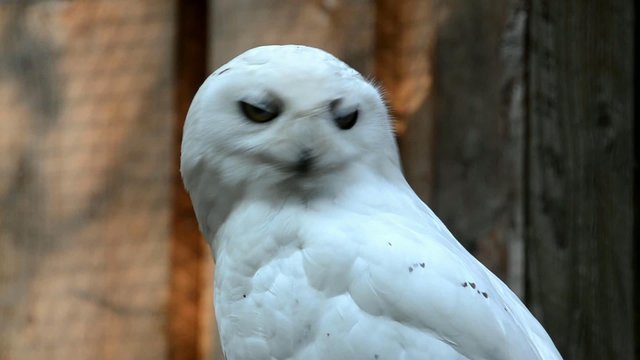 Snowy owl (Nyctea scandiaca)