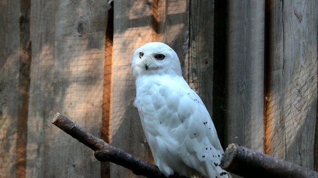 Snowy owl (Nyctea scandiaca)