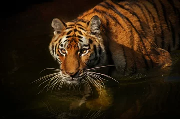 Keuken foto achterwand Tijger tijger
