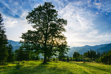 Fototapeta na wymiar Carpathian mountain landscape with tree