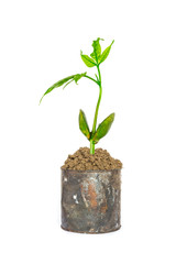 Green plant in rusty cans