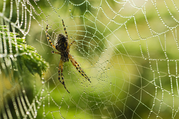 Large spider in the web
