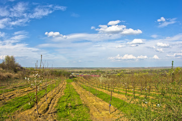 Fototapeta na wymiar Orchards in bloom by Danube river at early spring