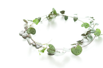 ハート蔓　ラブチェーン　ハートの葉っぱ