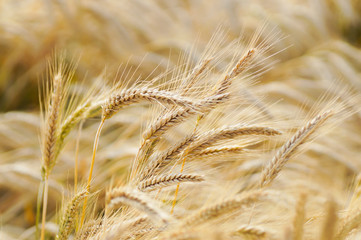 Einige Getreide&auml;hren in einem Getreidebestand