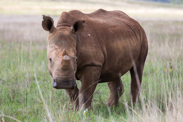 White Rhino in Rietvlei NR