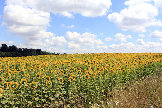 large sunflower field in one Ukrainian village