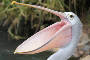 Happy pelican - obrazy, fototapety, plakaty