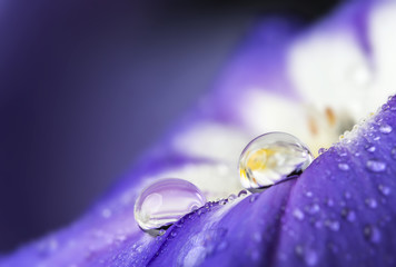 Naklejka premium flower petal with drops