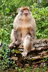 Magot mâle - macaque de Barbarie