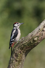 Great-spotted woodpecker, Dendrocopos major