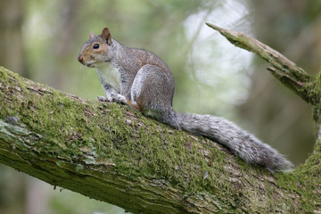 Grey squirrel, Sciurus carolinensis