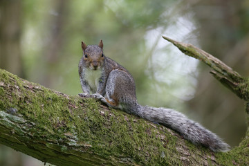 Grey squirrel, Sciurus carolinensis
