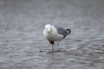 Herring gull, Larus argentatus