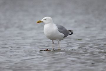 Herring gull, Larus argentatus