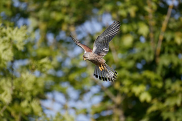 Kestrel, Falco tinnunculus