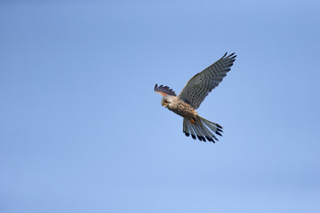 Kestrel, Falco tinnunculus