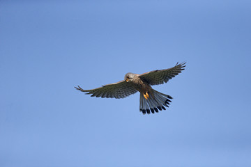 Kestrel, Falco tinnunculus