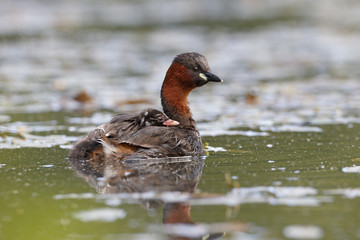 Little grebe, Tachybaptus ruficollis